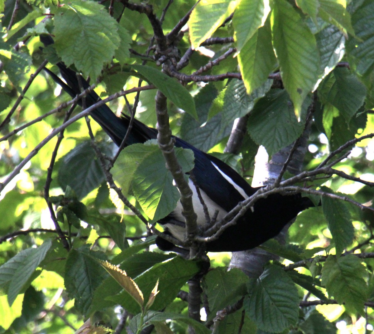 Eurasian Magpie (Eurasian) - ML620663746