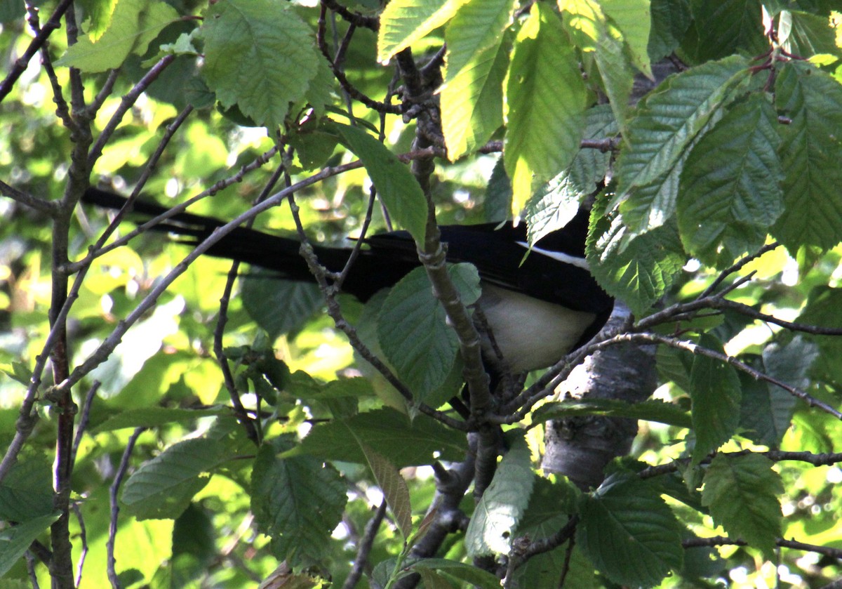 Eurasian Magpie (Eurasian) - ML620663747