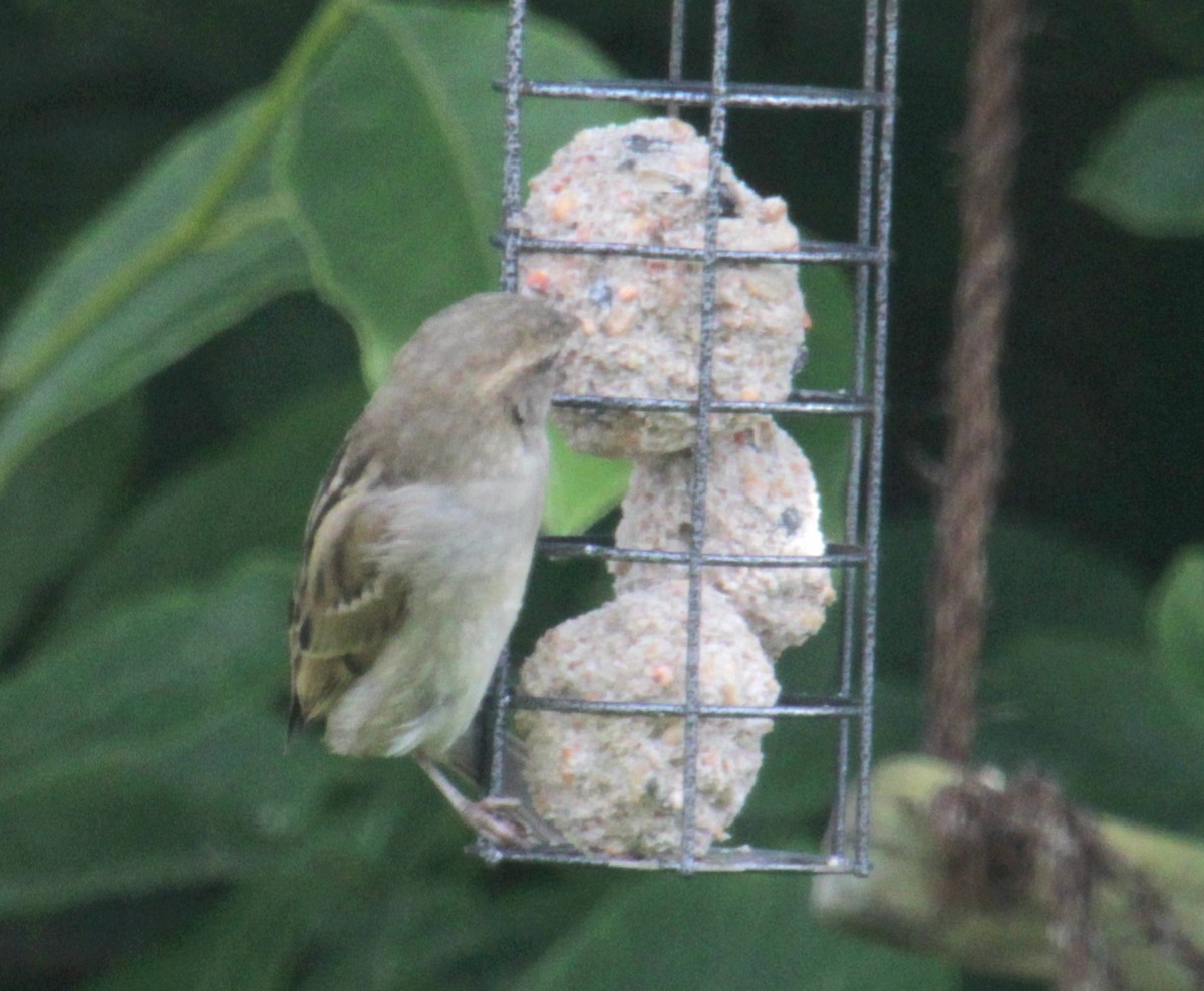 House Sparrow (Gray-cheeked) - ML620663768