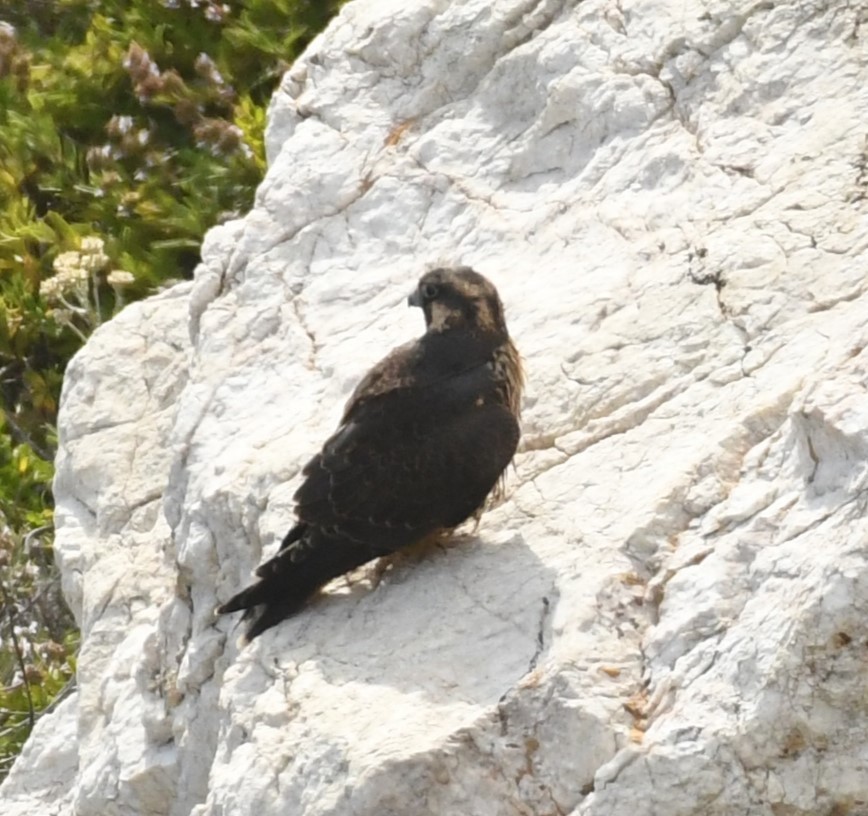 Peregrine Falcon (North American) - Joe Girgente