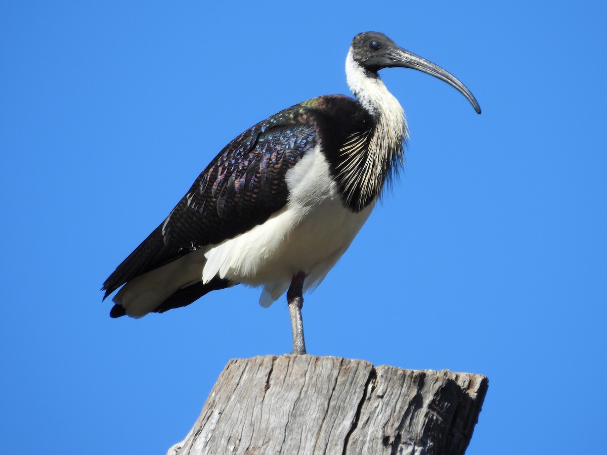 ibis slámokrký - ML620663801