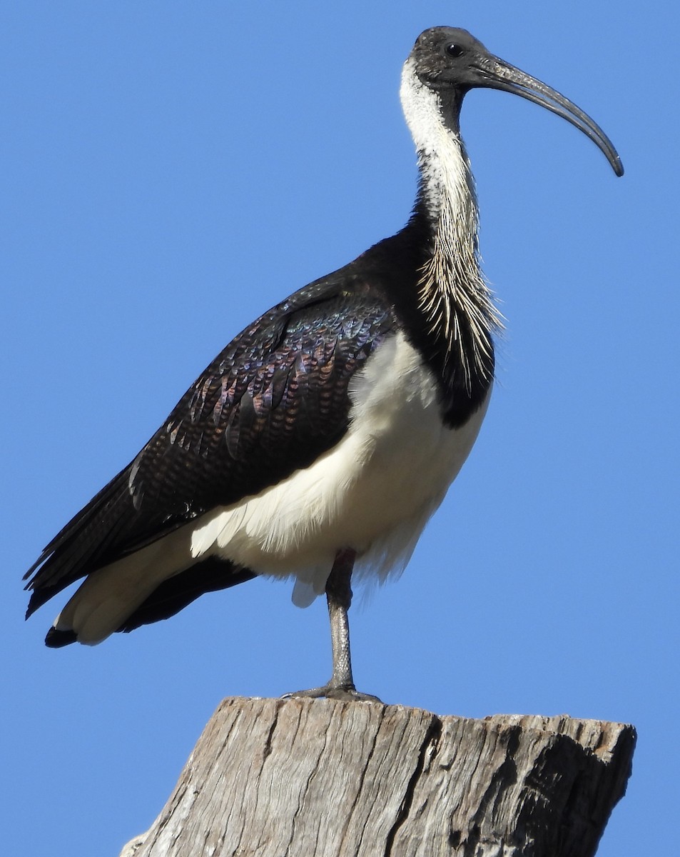 ibis slámokrký - ML620663808