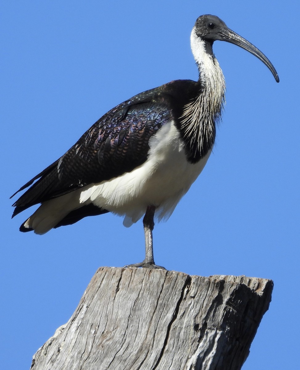 ibis slámokrký - ML620663809