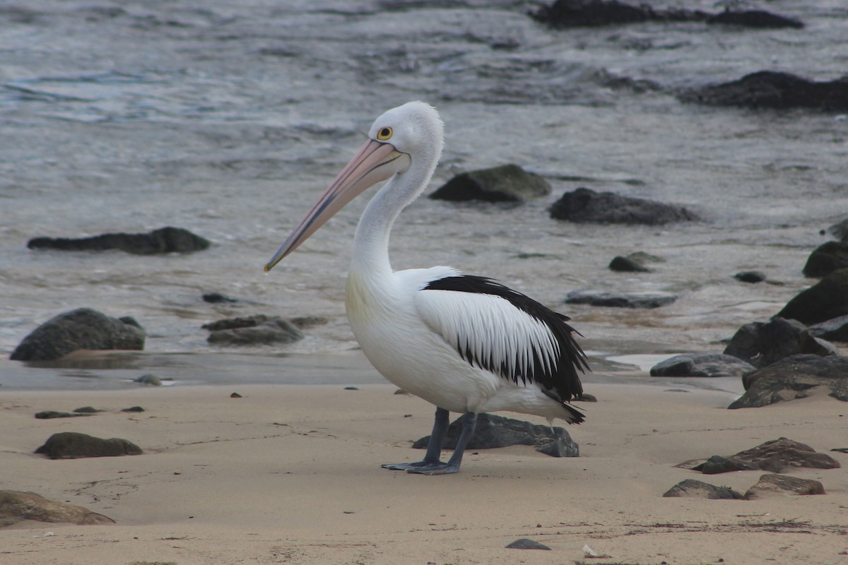 pelikán australský - ML620663817