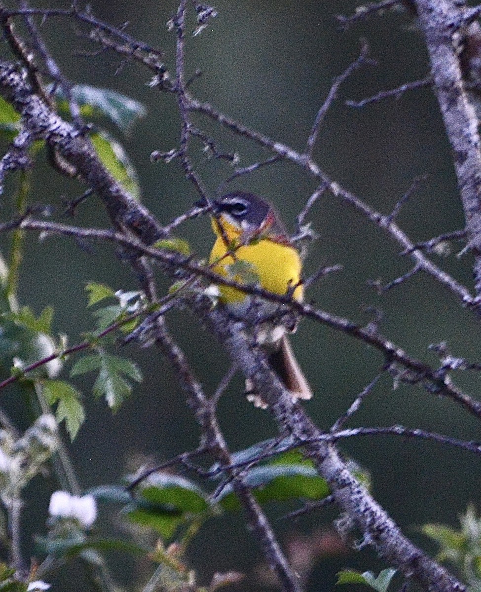 Yellow-breasted Chat - ML620663824