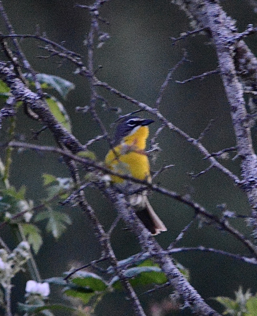 Yellow-breasted Chat - ML620663825