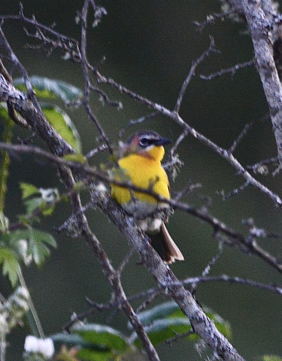 Yellow-breasted Chat - ML620663826