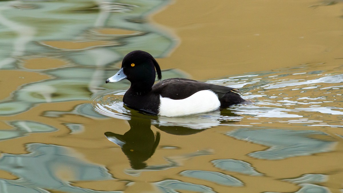 Tufted Duck - ML620663851
