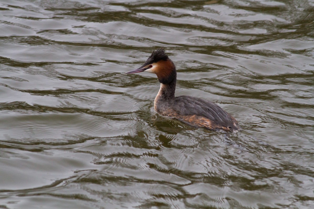 Great Crested Grebe - ML620663856
