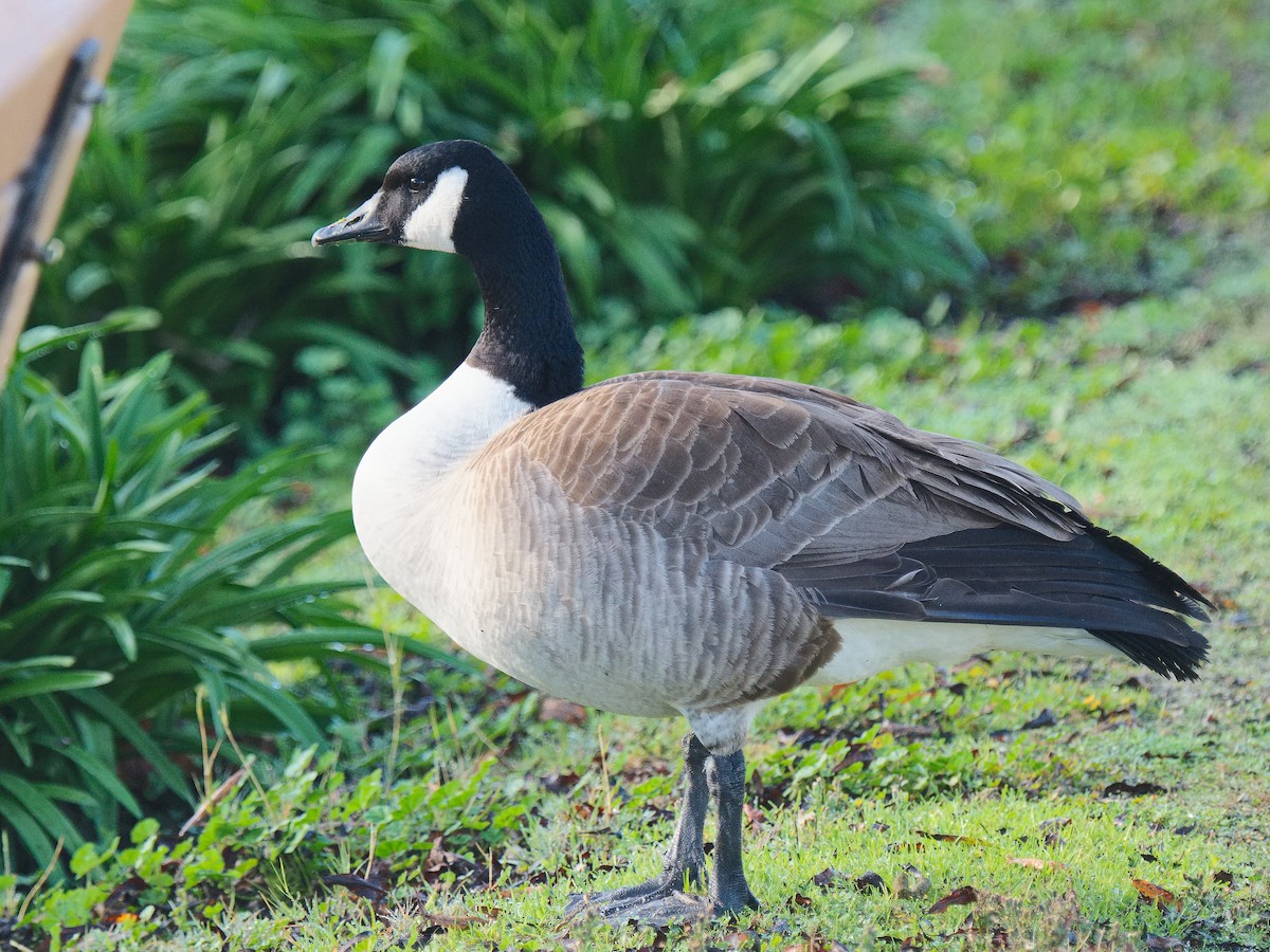 berneška velká (ssp. moffitti/maxima) - ML620663869