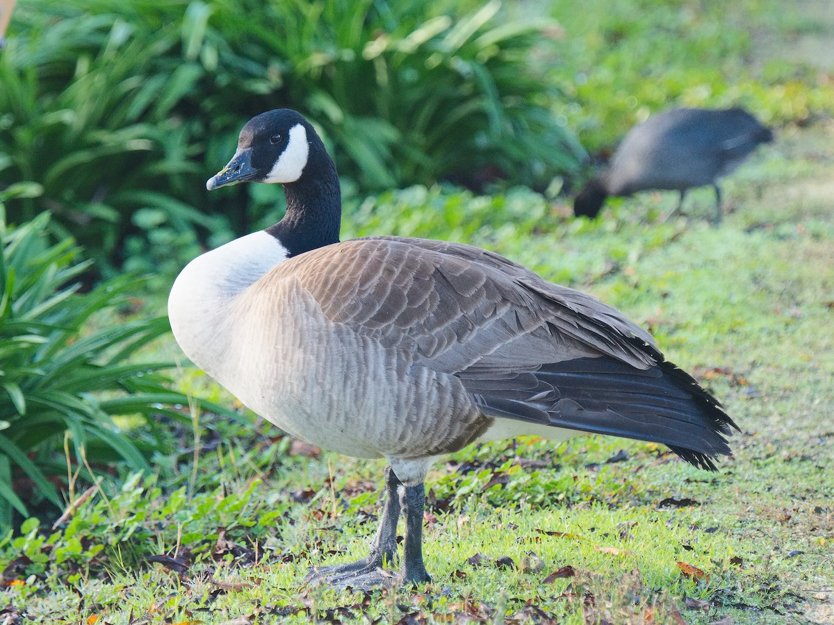 Canada Goose (moffitti/maxima) - ML620663872