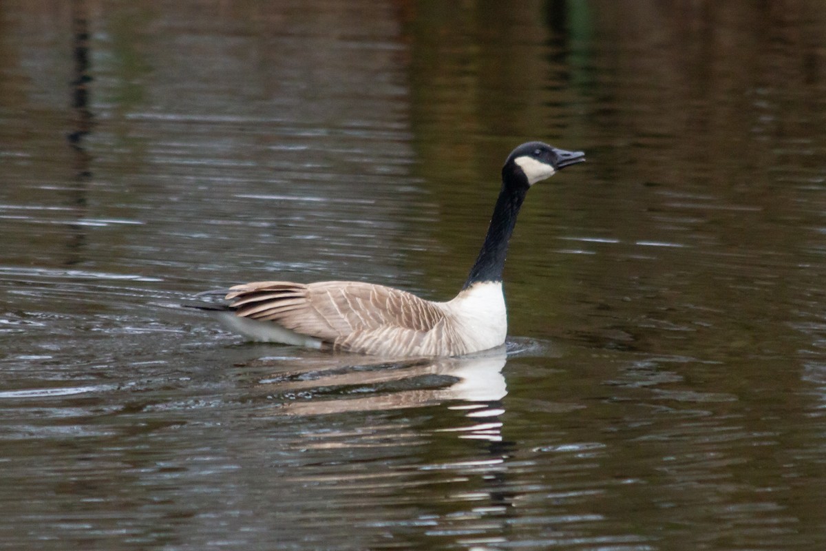 Canada Goose - Graham Possingham