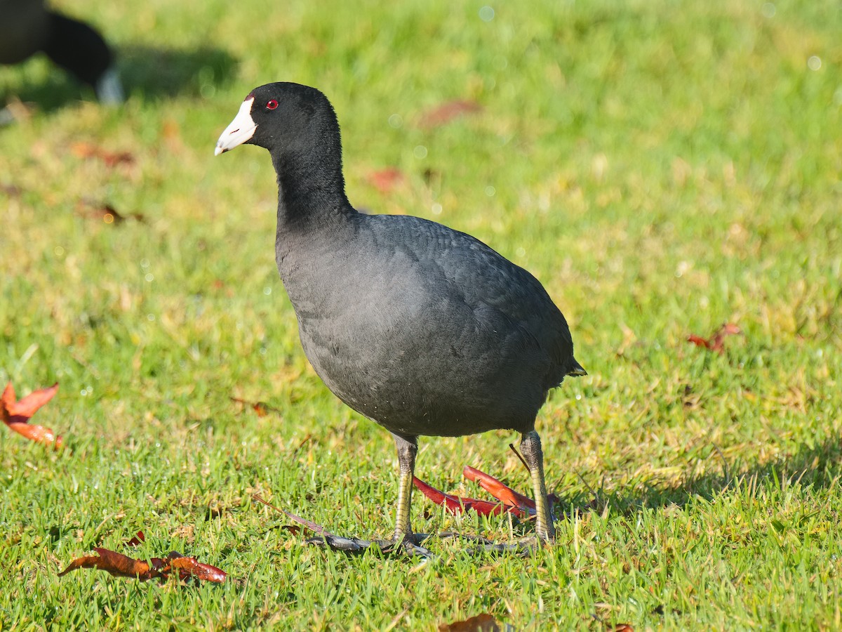 American Coot (Red-shielded) - ML620663883