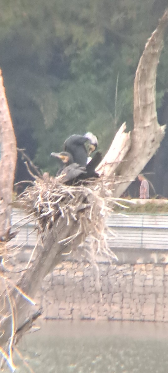 Great Cormorant - Mahima Shenoy