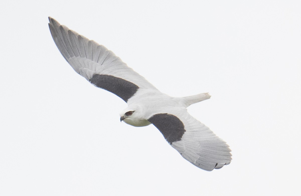 Black-shouldered Kite - ML620663903