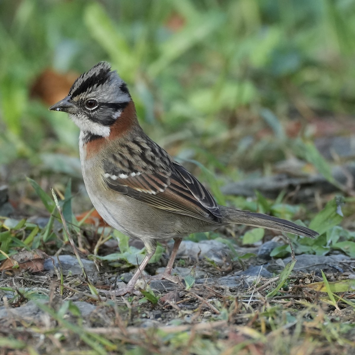 Rufous-collared Sparrow - ML620663906