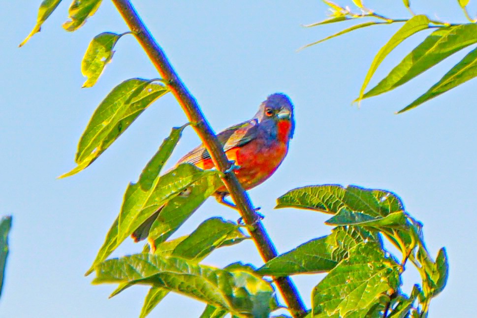 Painted Bunting - ML620663913