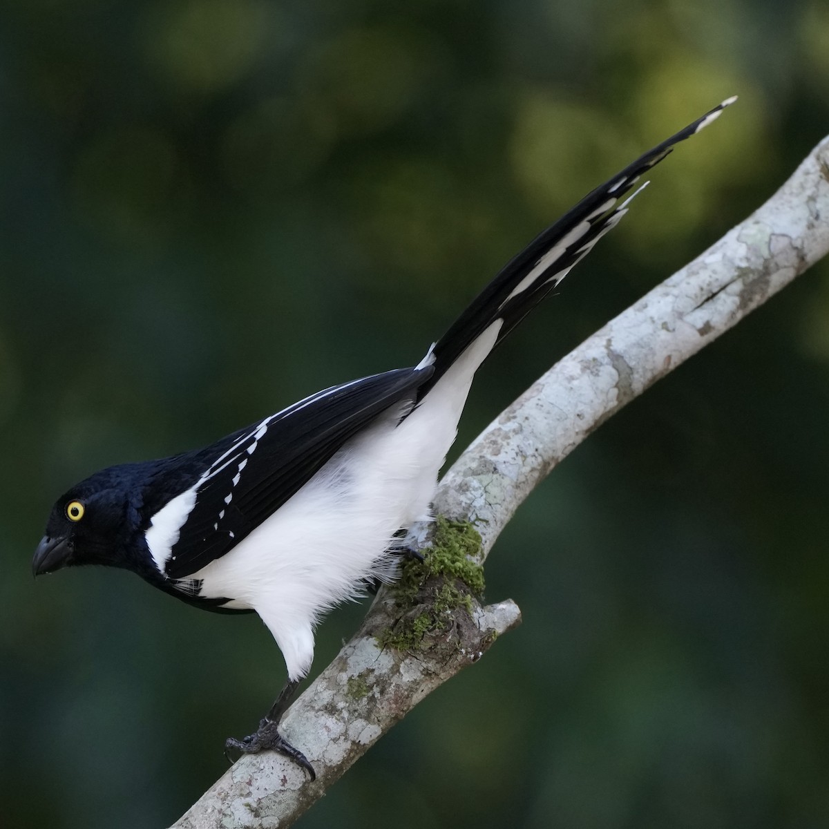 Magpie Tanager - ML620663914