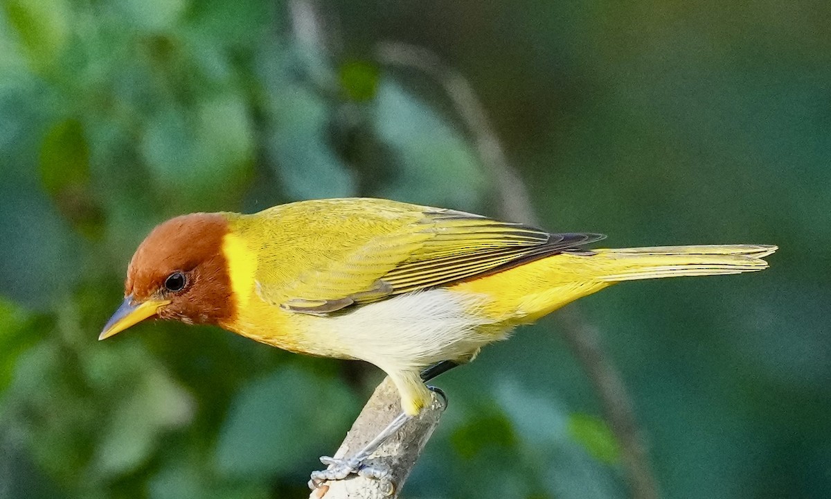 Ruby-crowned Tanager - ML620663916