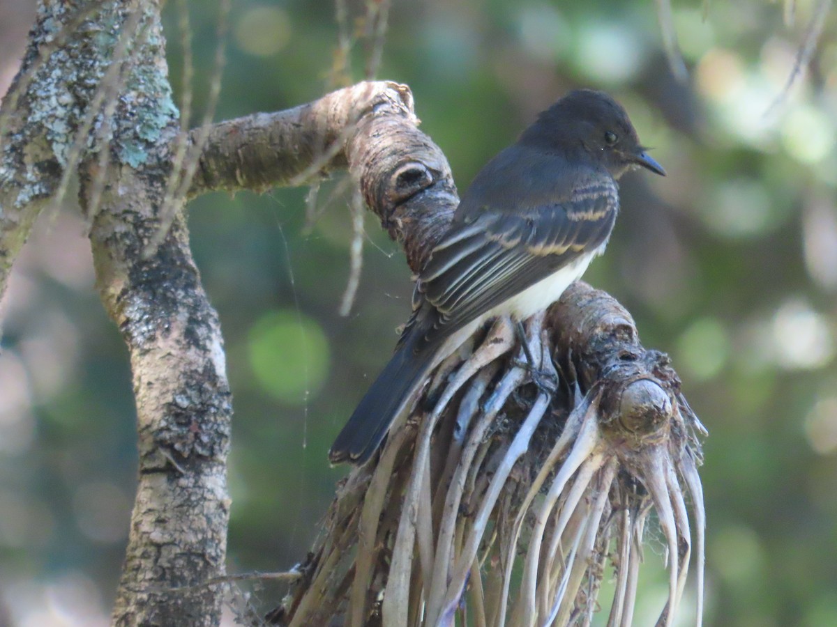 Black Phoebe - Shrutika Joshi