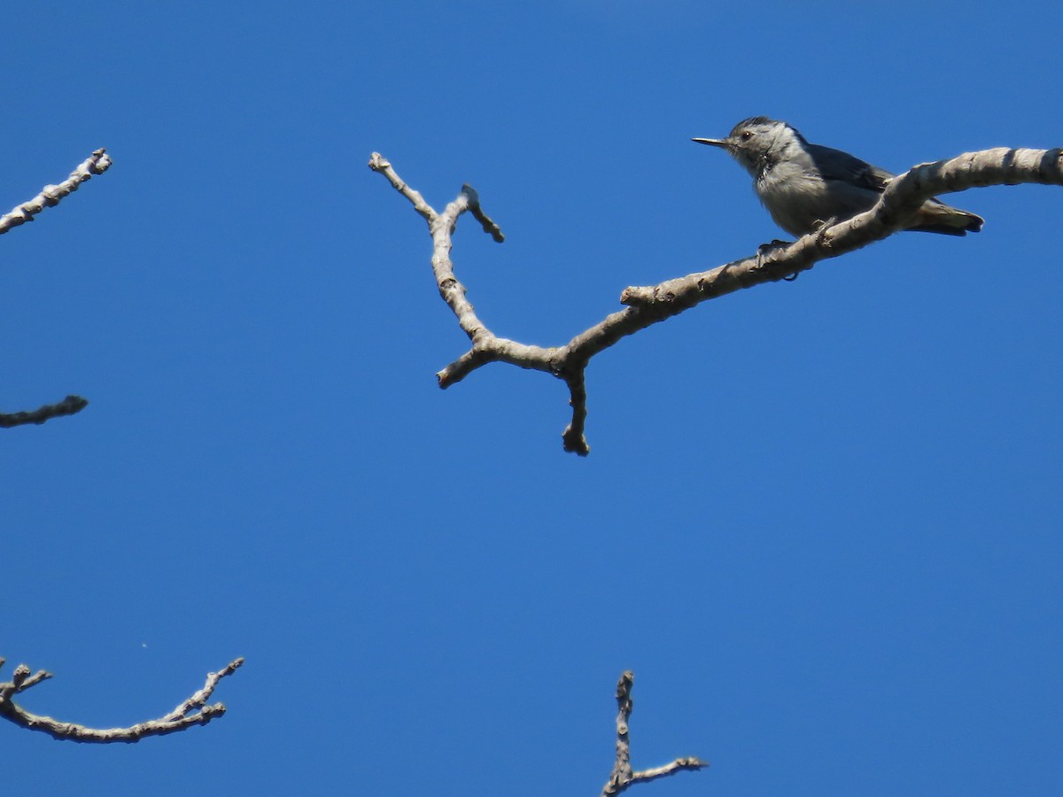 White-breasted Nuthatch - ML620663929