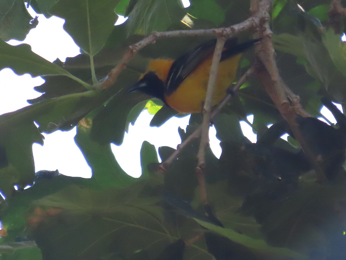 Hooded Oriole - Shrutika Joshi