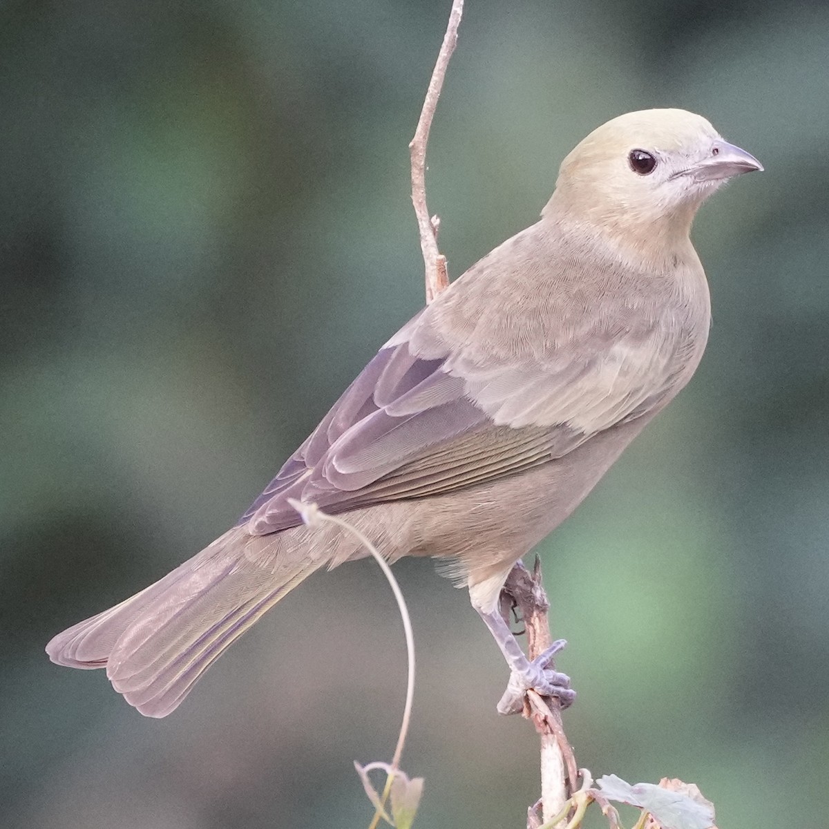 Palm Tanager - ML620663939
