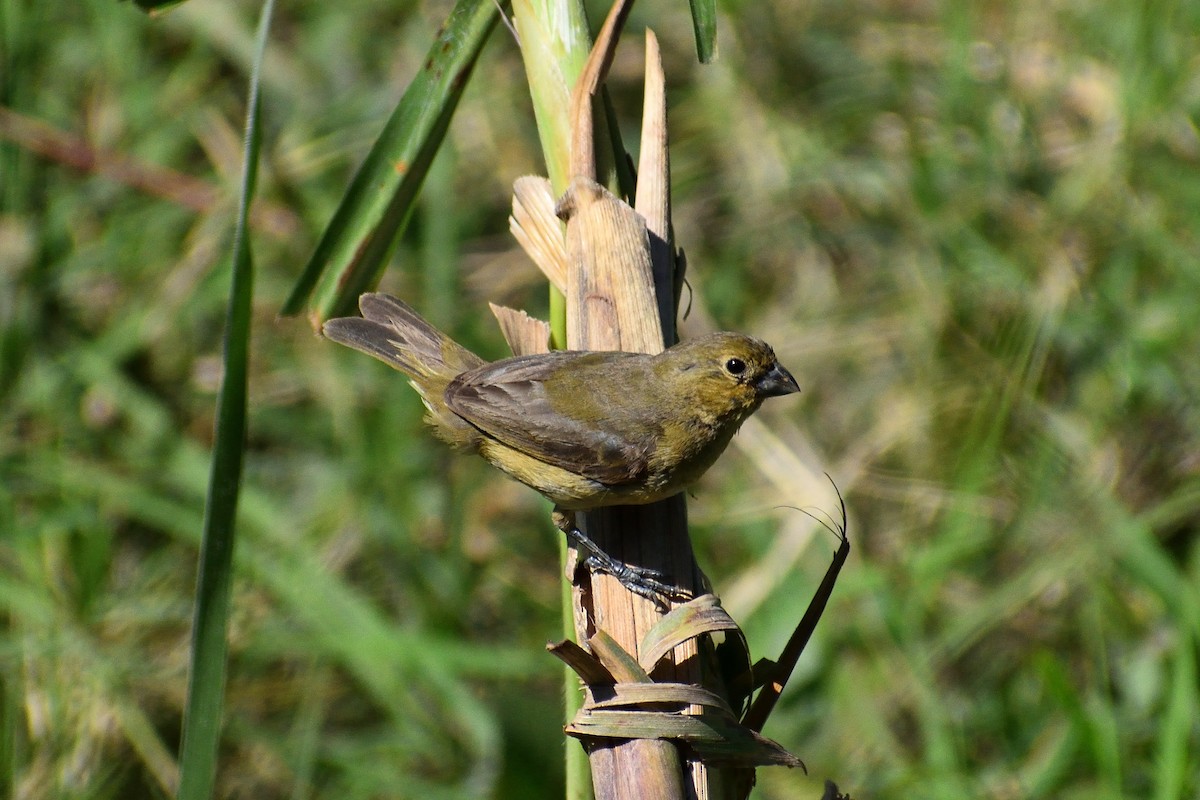 Yellow-bellied Seedeater - ML620663942