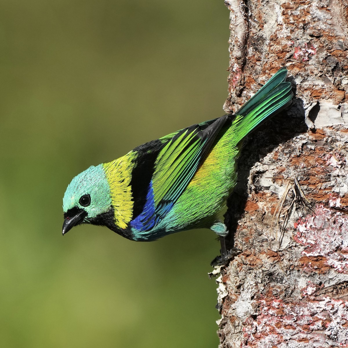 Green-headed Tanager - ML620663972