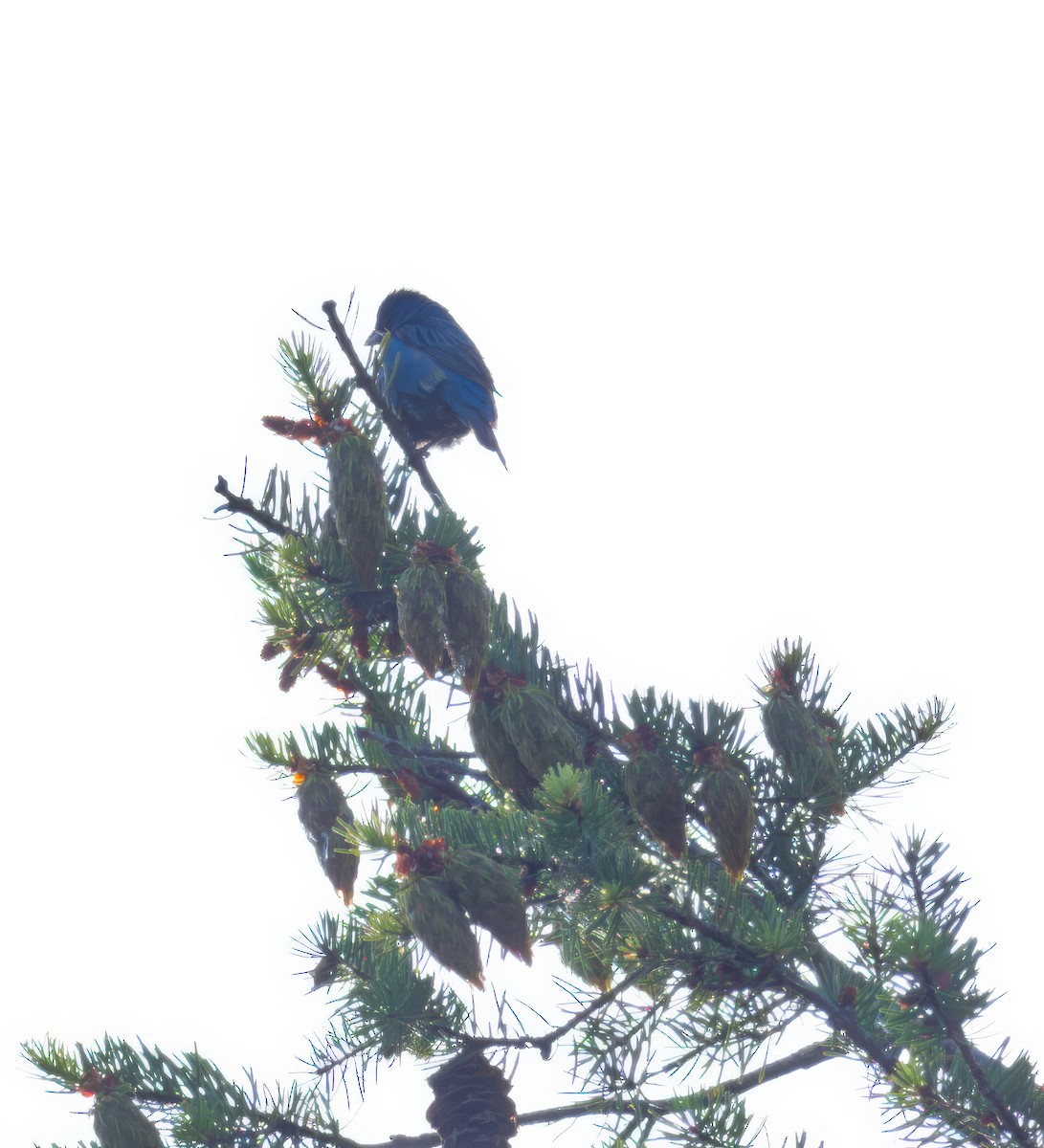 Indigo Bunting - ML620663979