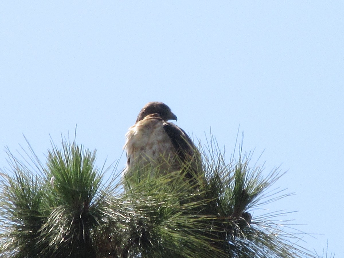 Red-tailed Hawk - ML620663991