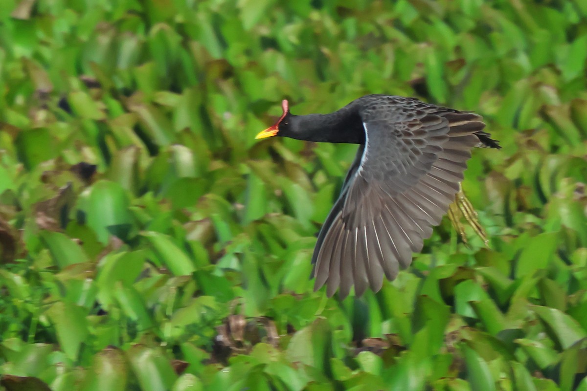 Watercock - ML620664003