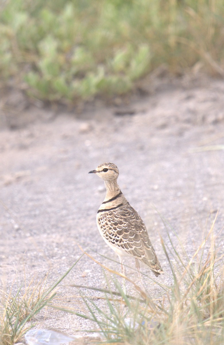 Double-banded Courser - ML620664007