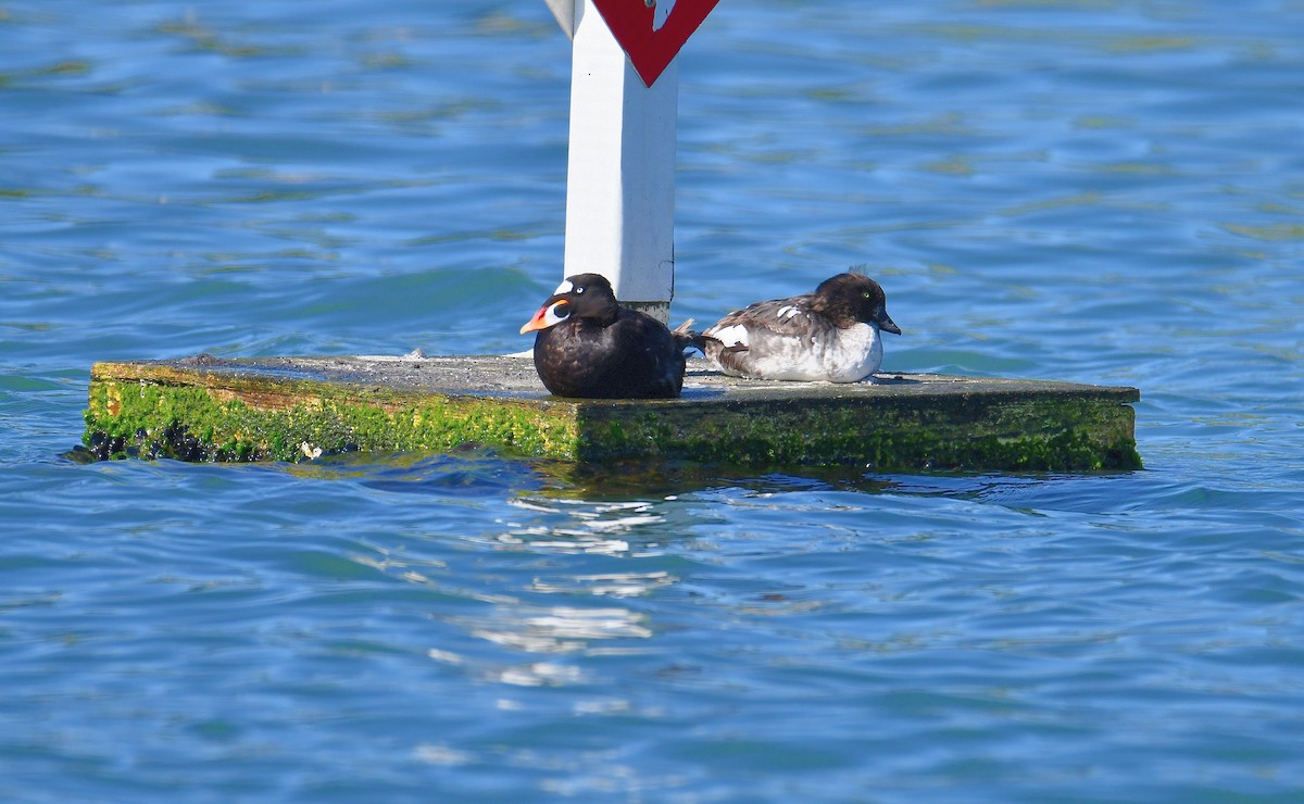 Barrow's Goldeneye - ML620664024