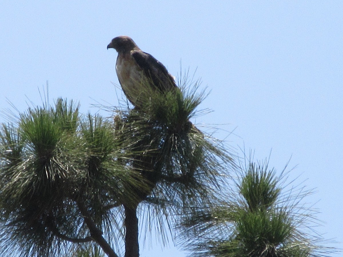 Red-tailed Hawk - ML620664040