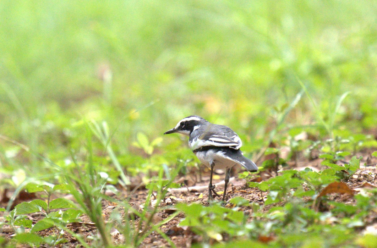 African Pied Wagtail - AJAY ARNOLD