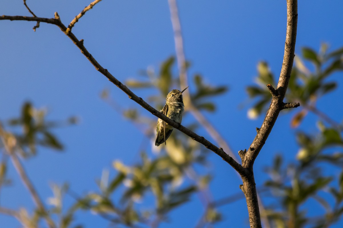 Anna's Hummingbird - ML620664076