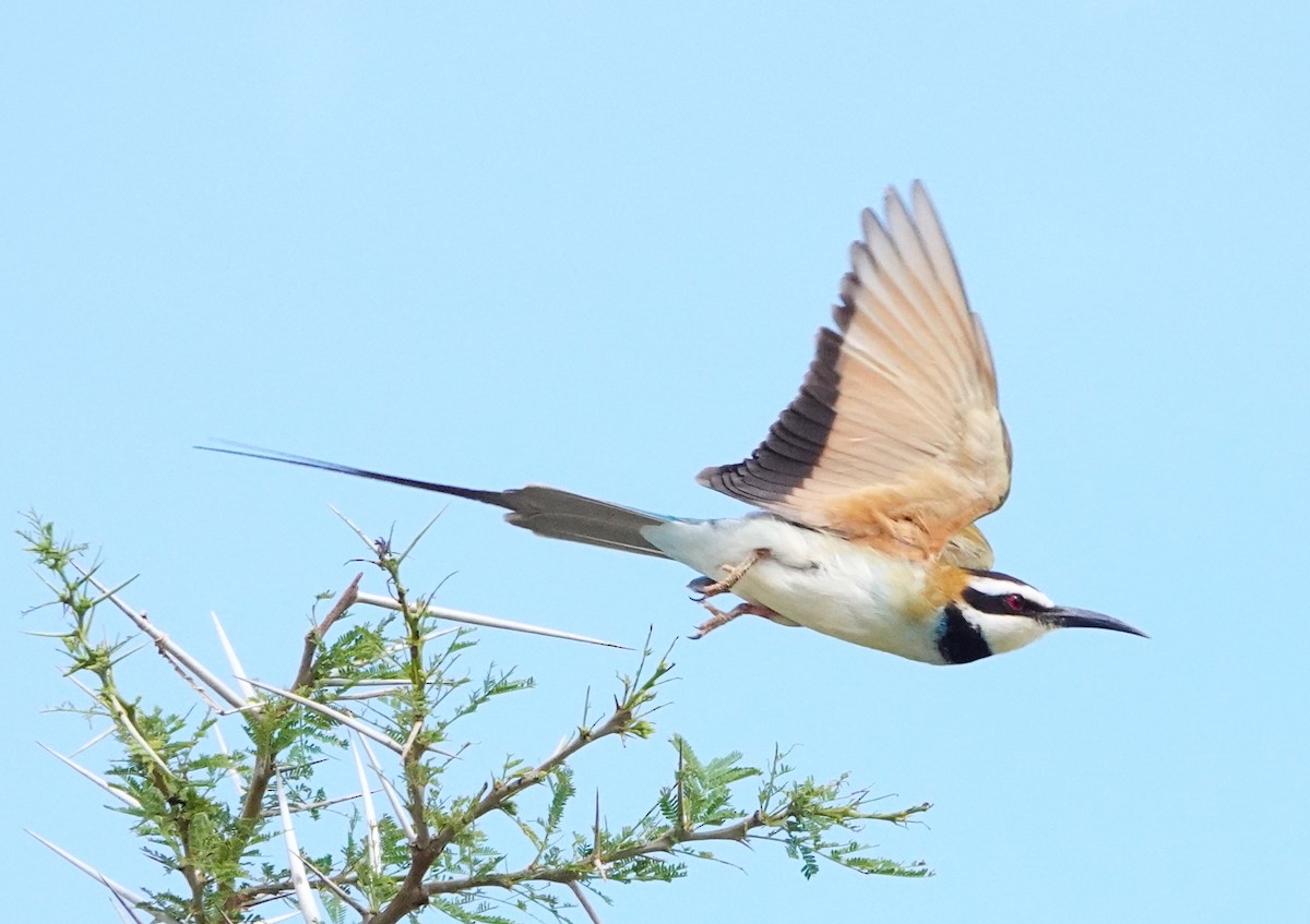 White-throated Bee-eater - ML620664089