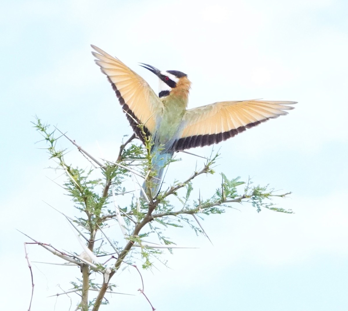 White-throated Bee-eater - ML620664091