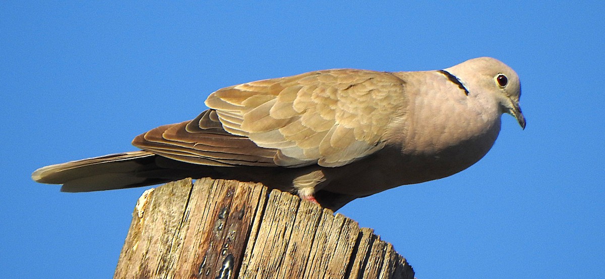 Eurasian Collared-Dove - ML620664107