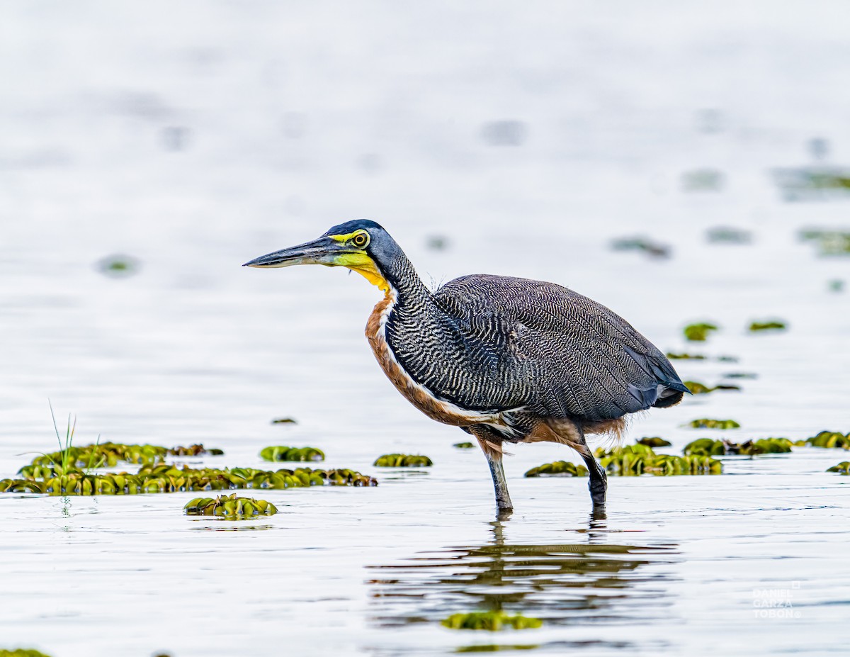 Bare-throated Tiger-Heron - ML620664111