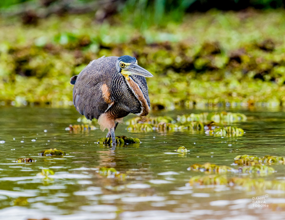 Bare-throated Tiger-Heron - ML620664112