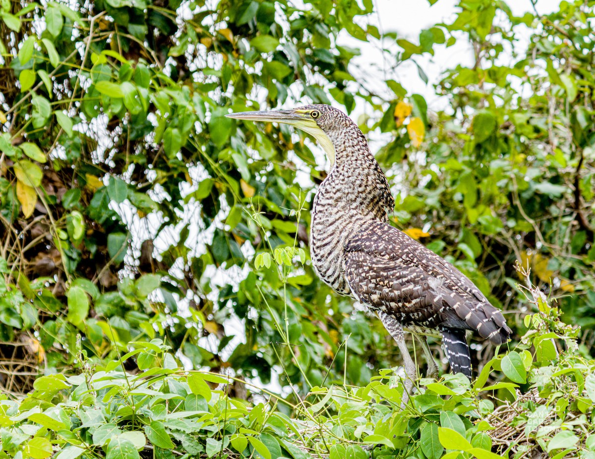 Bare-throated Tiger-Heron - ML620664119