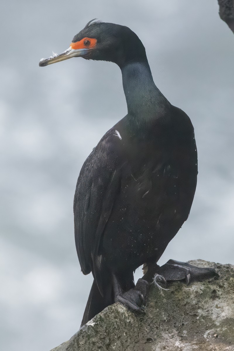 Red-faced Cormorant - ML620664122