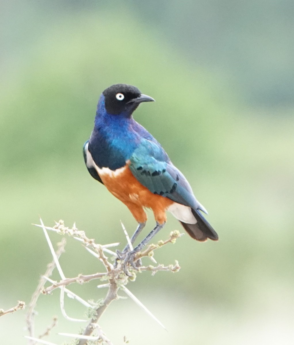 Superb Starling - ML620664123