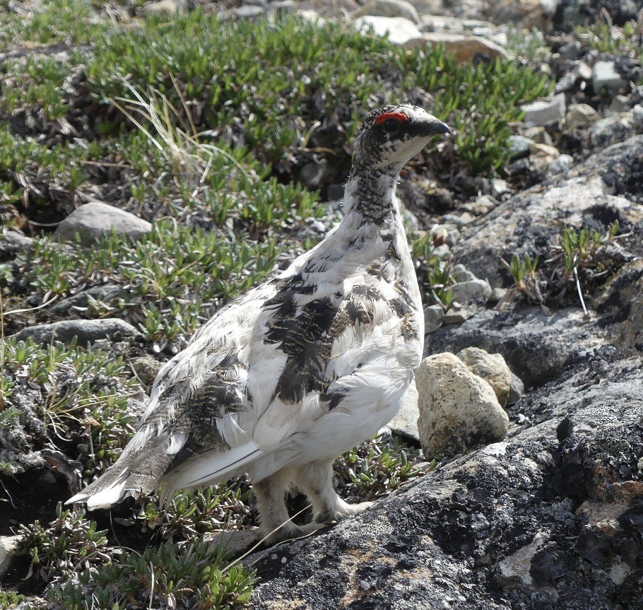 Alpenschneehuhn - ML620664127