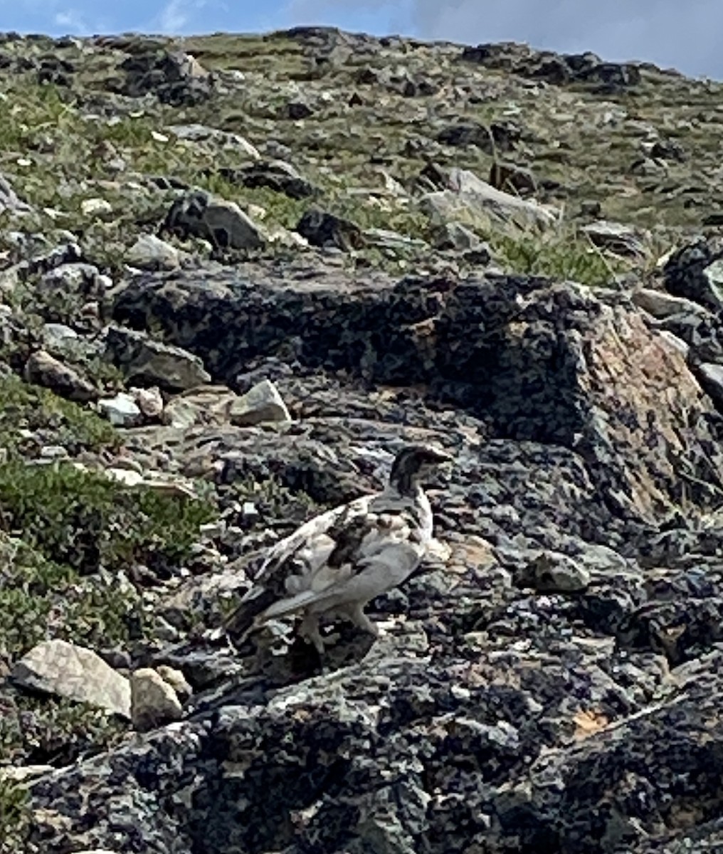 Rock Ptarmigan - ML620664128