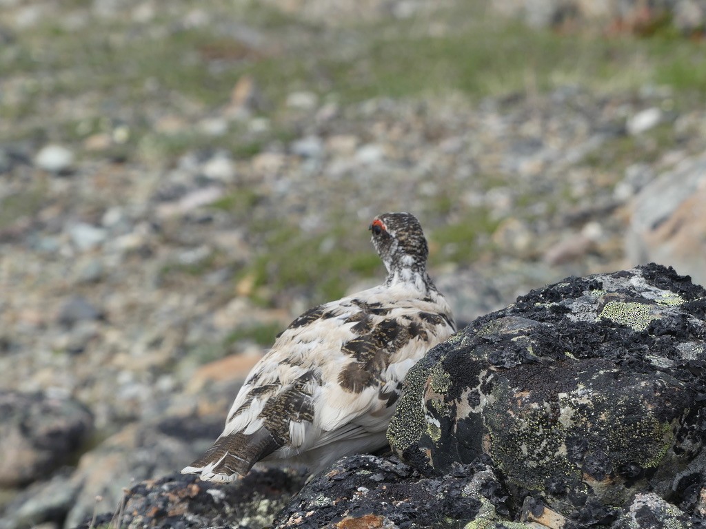 Rock Ptarmigan - ML620664129