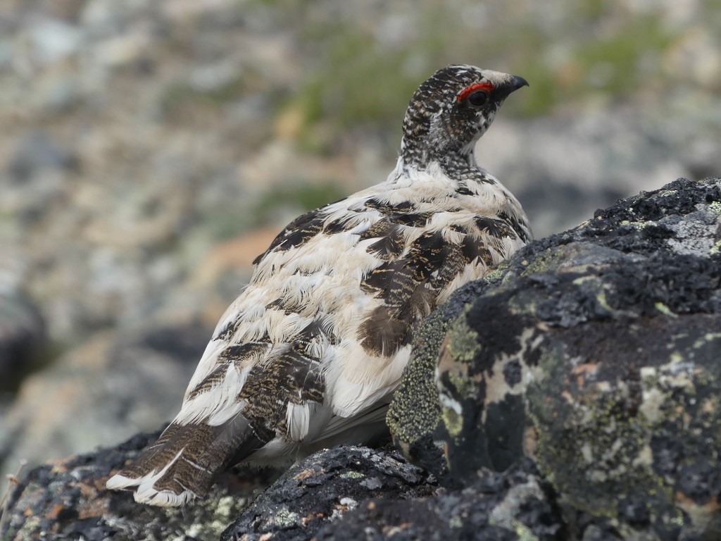 Rock Ptarmigan - ML620664130