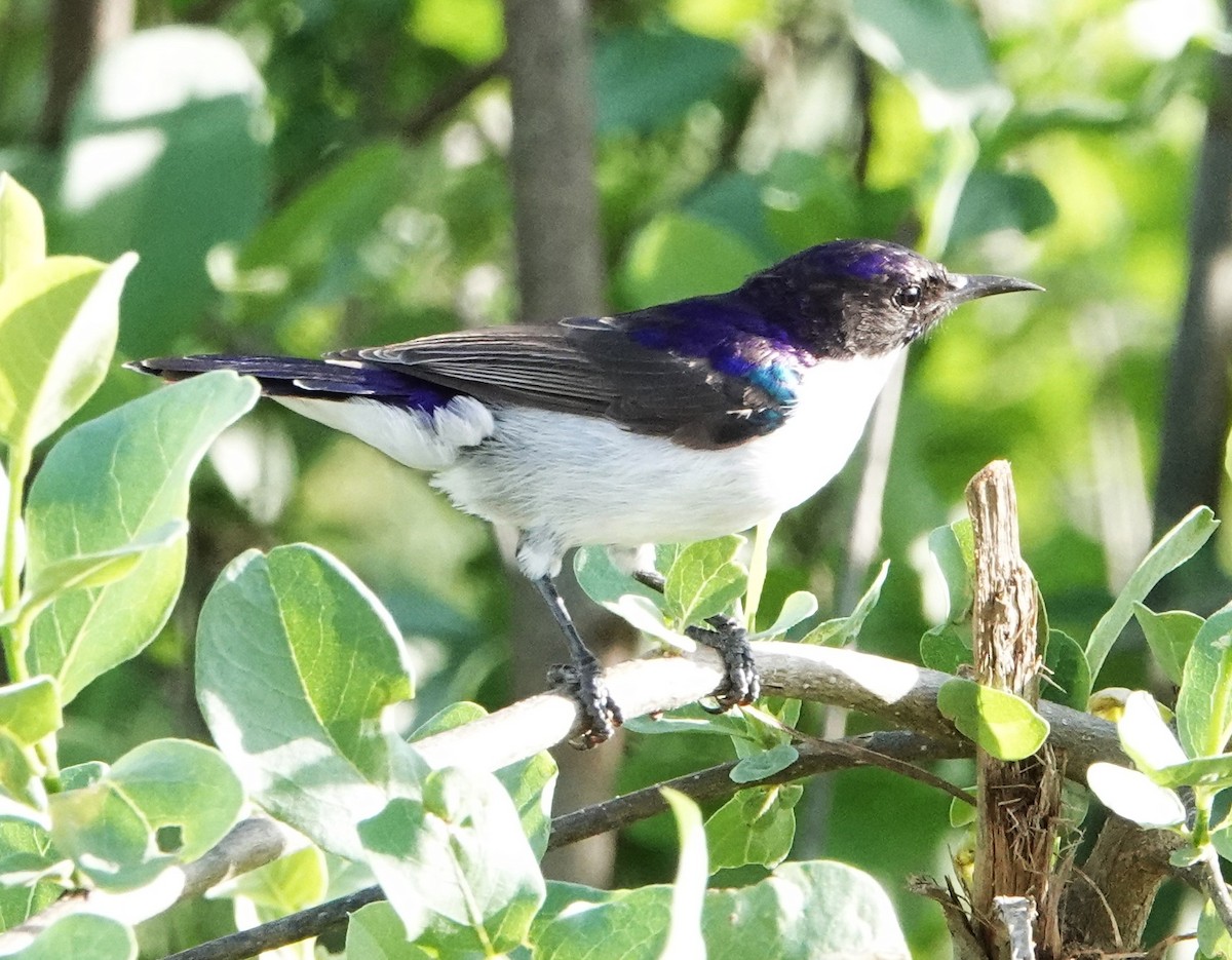 Eastern Violet-backed Sunbird - ML620664131